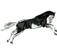 Paint horse ##STADE## - mantello 1000000106